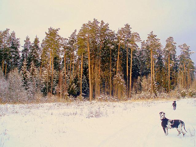 ziema11