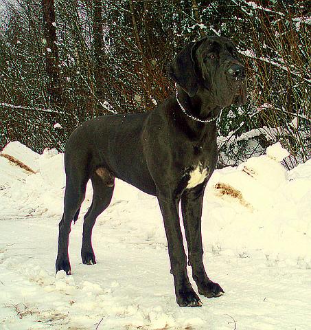 ziema25