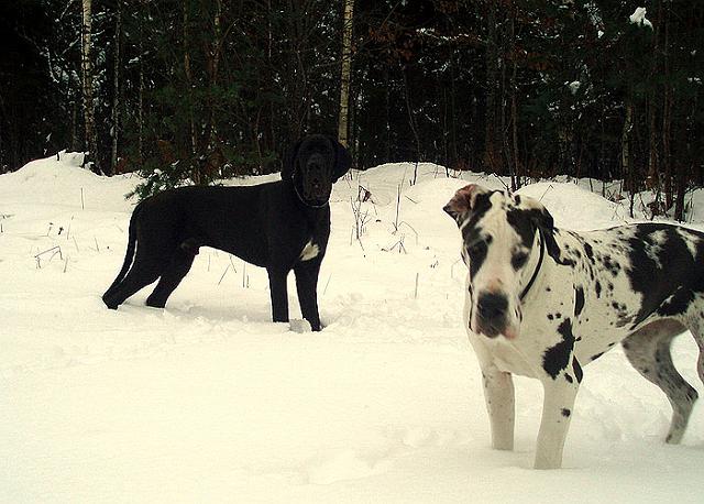 ziema28